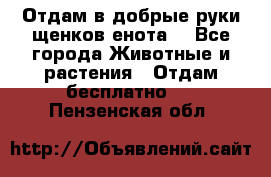 Отдам в добрые руки щенков енота. - Все города Животные и растения » Отдам бесплатно   . Пензенская обл.